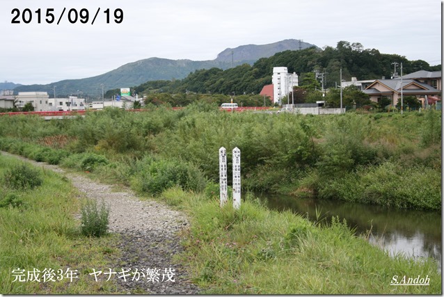 ヤナギと防災 ヤナギと防災