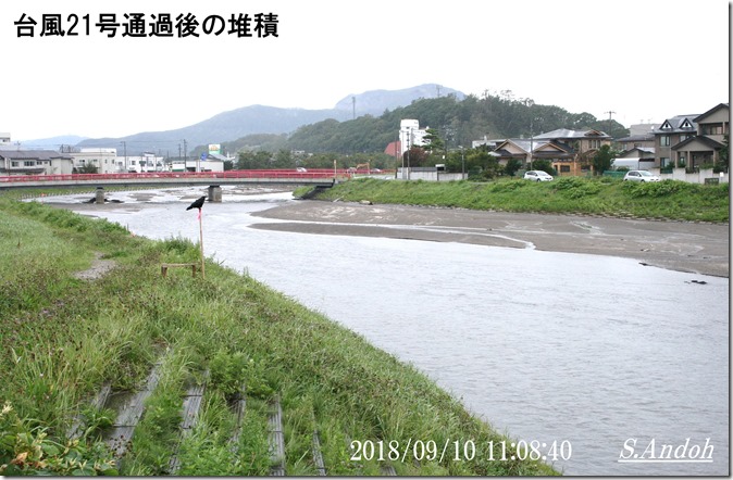 ヤナギと防災 ヤナギと防災