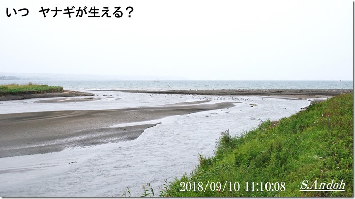 ヤナギと防災 ヤナギと防災